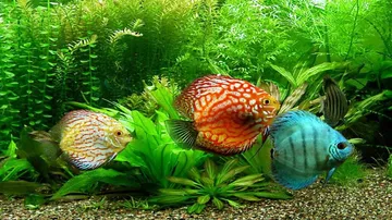 India's first ornamental fish tech park to come up in Chennai
