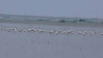 Migratory Birds Flock To Chilika As Winter Sets In