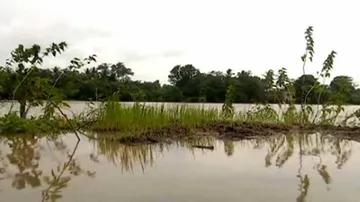 Odisha Farmers Fear Loss Of Crops & Income Due To Incessant Rain 
