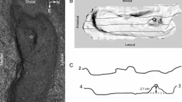 Scientists in Chile find 15,000-year-old footprint