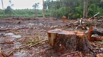 Only 6% compensation to repair destroyed forests used