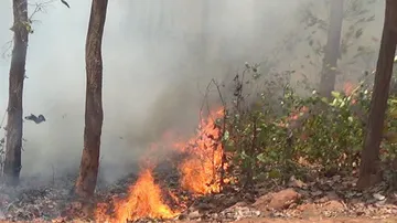 Odisha Forest Fire: Similipal Tiger Reserve Burns As Fire Devours One Third Of The Park