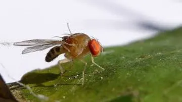 Fruit flies may help detect cancer