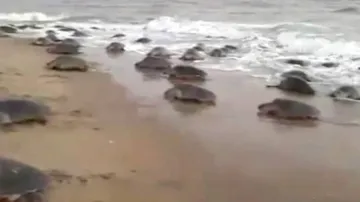 Gahirmatha In Odisha Becoming Graveyard For Olive Ridley Sea Turtles