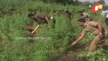 Ganja plantation worth Rs 2 crore destroyed in Malkangiri