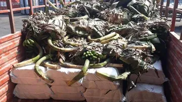 Ganja worth Rs 2.45 crore seized during smuggling to Bhubaneswar, four held