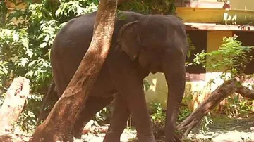 Odisha elephants face herpes threat, another infected elephant isolated in Nandankanan