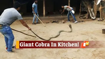 Giant King Cobra Rescued In Odisha’s Nilagiri