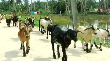 Mass goat deaths trigger panic among locals in Puri