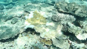 Australia's Great Barrier Reef coral bleaching worsens
