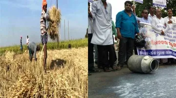 Eco-Survey 18-19 nails low income of crop farmers, milk farmers in Odisha for last 8-years