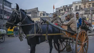 Delhi to ban entry, exit of horses, mules, donkeys due to disease