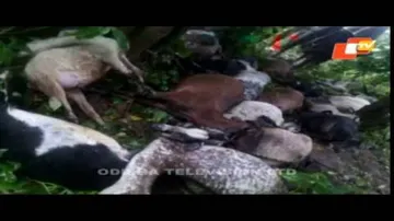 Lightning kills 5 more in Odisha; toll 45 in two days