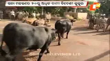 Coolers to save cattle from heat at Champua MLA’s den!