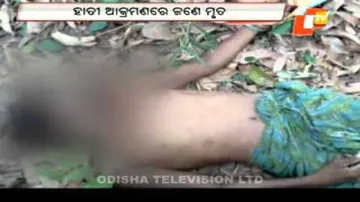 Man killed in elephant attack