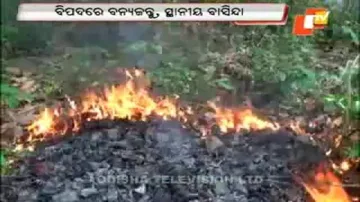 Fire continues to raze in Kuldiha, Satkosia sanctuaries