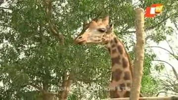 Ex-PCCF to head panel to probe giraffe death