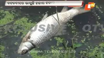 Thousands of dead fish found floating in river water at Paradip
