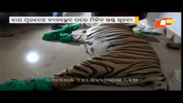 Tiger death: Forest department probe on