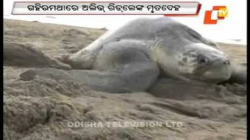 Whale deaths: Odisha to seek MoEF intervention