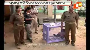 2 endangered giant squirrels rescued in Puri