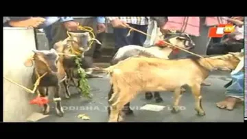 Tension over animal sacrifice in Bolangir temple