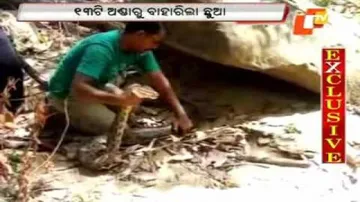 Python hatchlings brought out from eggs without incubator