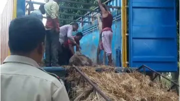 Police bust cattle trafficking racket, rescue more than 100 cows