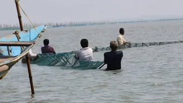 Column: Chilika In The Grip Of Prawn Mafia