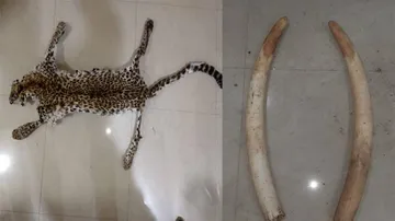 Odisha: Leopard Skin And Elephant Tusks Seized In Nayagarh, 2 Arrested