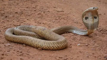 Indian cobra rescued in Kendrapara
