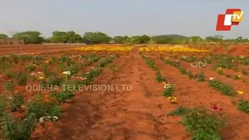 Odisha Takes Up Innovative Integrated Farming In Unused Govt Lands