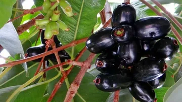 Summer's Fruit Basket: Jamun- The Wholesome Berry Of India