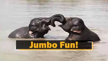 Elephants Spotted Playing In Water In Odisha’s Balasore District