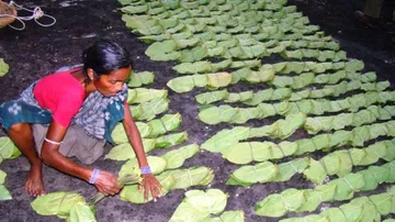 Odisha reduces bonus for kendu Leaf pluckers, binders