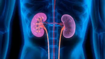 Phosphate-rich food can harm kidneys: Study