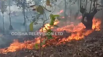 Odisha Forms High-Level Taskforce To Battle Forest Fire