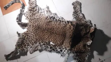 Leopard skin smuggling rampant in Odisha