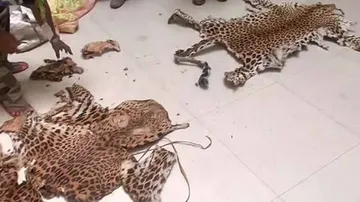 Caught On Cam: Leopard Skin Trade In Odisha Sparks Concerns