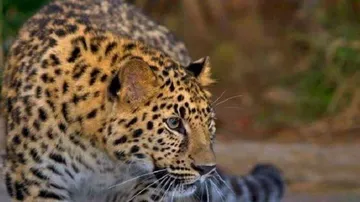 At 460, India records highest leopard mortality in 2018