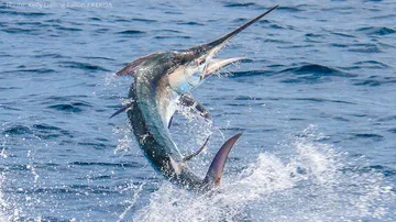 185 kg Black Marlin fish caught in Odisha's Dhamara