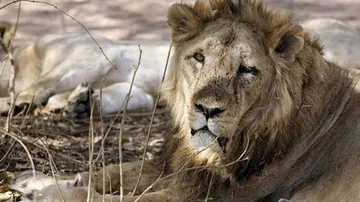 Decayed carcass of lioness found in Gir forest