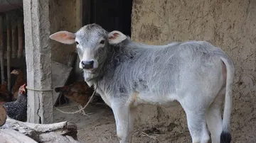 Odisha inks MoU for developing feed and fodder production for livestock