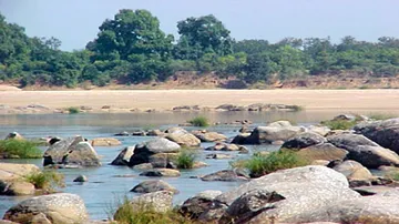 Odisha to invest Rs 200 cr for plantation along Mahanadi
