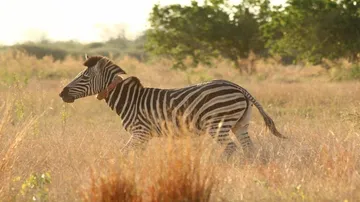 How human modifications of natural landscapes affects mammals