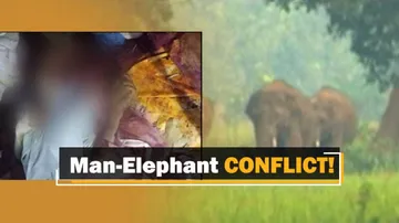 Elephant Tramples 2 People To Death In Odisha’s Sambalpur