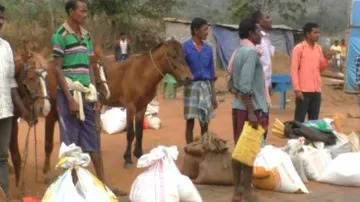 Odisha Launches Millet Mandi In Cut-Off Malkangiri