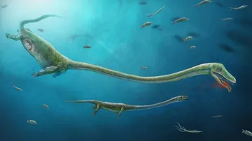 400 million-year-old marine animal fossil found in China