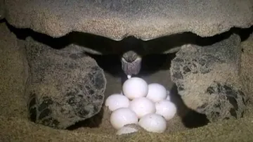Olive Ridley Turtles Begin Laying Eggs Along Odisha Coast