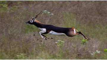 Blackbuck carcass found in Odisha